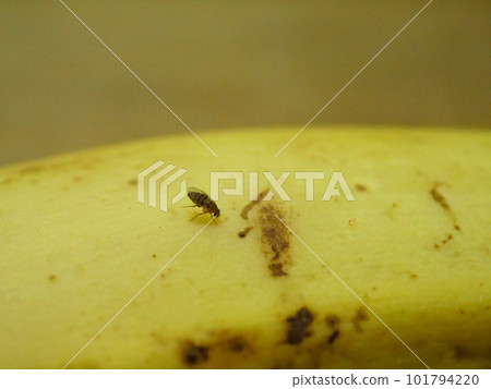 受損香蕉表面的果蠅 101794220