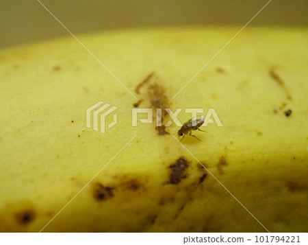 朝左的果蠅 101794221