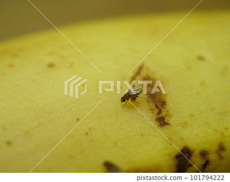 一隻面朝左的果蠅，翅膀反光 101794222