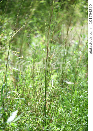 Young Hotei Chiku (Hotei bamboo) 101794230