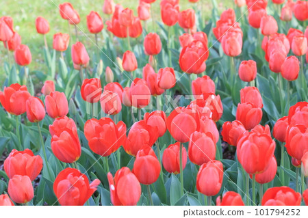 Tulips, red tulips, tulips in full bloom Tulips, red tulips, tulips in full bloom 101794252