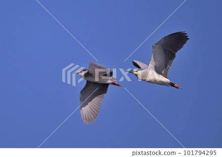 夜鷺⑥(東京都) 夜鷺⑥(東京都) 101794295