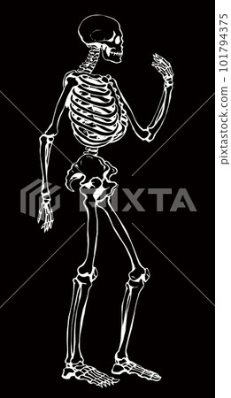 Human skeleton. Vector schematic drawing Human skeleton. Vector schematic drawing 101794375