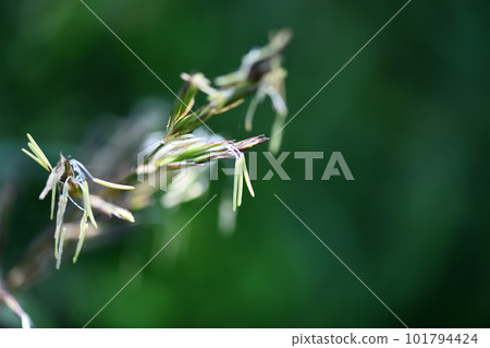 Bamboo bamboo flowers Bamboo bamboo flowers 101794424