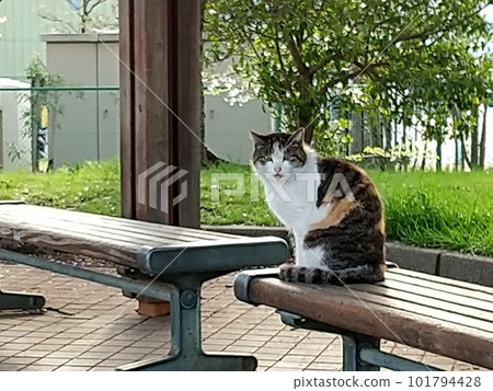 Cat in the park 101794428