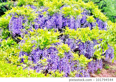 Fuji, Immortality, Wisteria 101794544