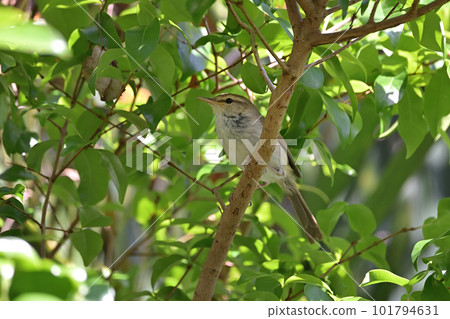 Spinner warbler ⑥ (Ogasawara) Spinner warbler ⑥ (Ogasawara) 101794631