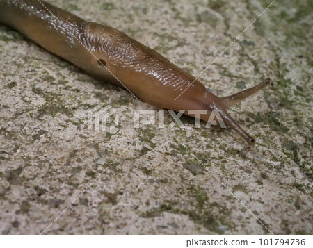 鼻涕蟲呼吸孔 鼻涕蟲呼吸孔 101794736