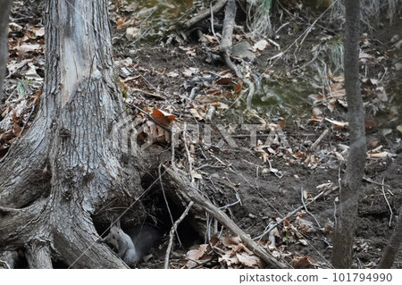 Ezo squirrel sticking its head out from the root of a tree Ezo squirrel sticking its head out from the root of a tree 101794990