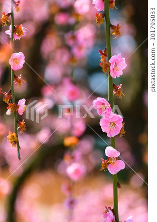 鈴鹿森林花園的垂枝梅 101795033