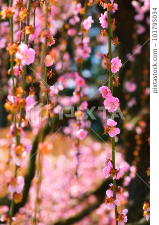 鈴鹿森林花園的垂枝梅 鈴鹿森林花園的垂枝梅 101795034