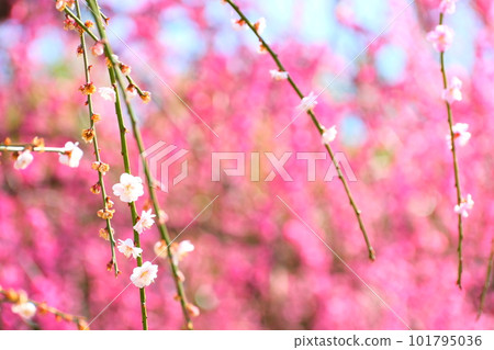 The weeping plum of the Suzuka Forest garden 101795036