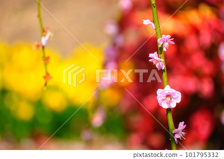 鈴鹿森林花園的垂枝梅 101795332