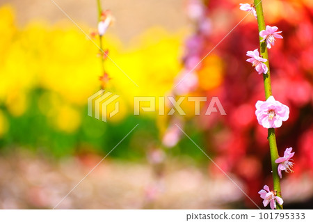 鈴鹿森林花園的垂枝梅 鈴鹿森林花園的垂枝梅 101795333