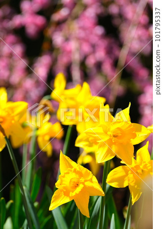 鈴鹿森林花園的垂枝梅 鈴鹿森林花園的垂枝梅 101795337