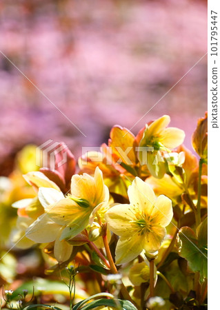 鈴鹿森林花園的垂枝梅 鈴鹿森林花園的垂枝梅 101795447