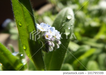 勿忘草屬 101795599
