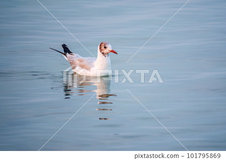 One Seagull, The European herring gull, swims on the calm lake shore in sunset 101795869