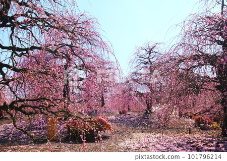 The weeping plum of the Suzuka Forest garden 101796214