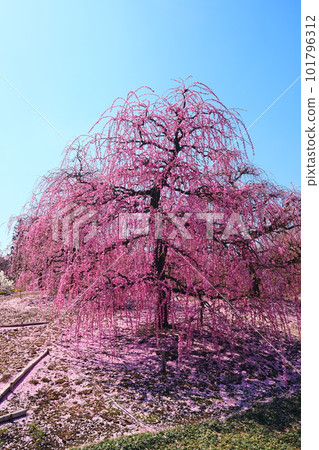 鈴鹿森林花園的垂枝梅 101796312