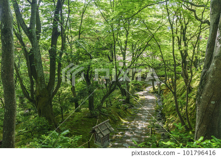 綠意盎然的常寂光寺 從末吉坂看到的仁王門（京都嵯峨野） 101796416