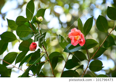 Yamadaike Park 101796473