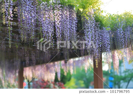 紫藤花 101796795