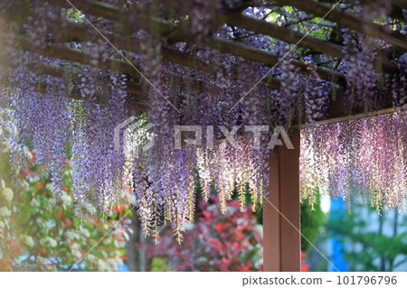 Wisteria flowers Wisteria flowers 101796796
