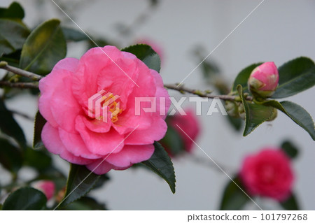 茶梅花（明代背景） 101797268