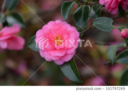 茶梅花(深色背景) 茶梅花(深色背景) 101797269
