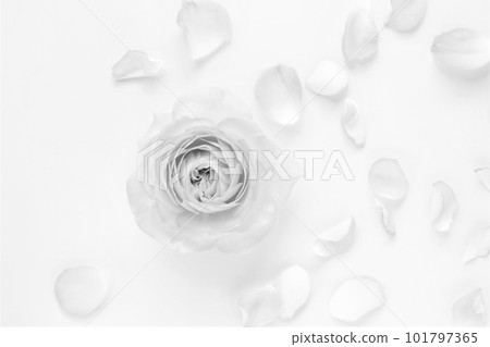 在白色背景的玫瑰花瓣,單色玫瑰色花框 在白色背景的玫瑰花瓣,單色玫瑰色花框 101797365