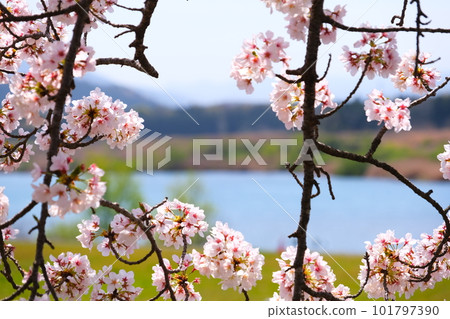 宮川堤一瞥千本櫻 101797390