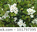 White flowers in the garden 101797395