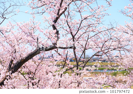 宮川堤一瞥千本櫻 101797472