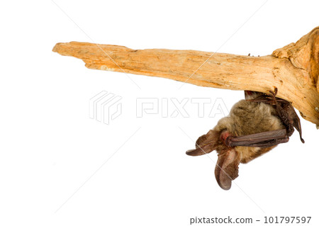 long-eared bat maditation long-eared bat maditation 101797597