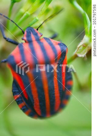 Brightly colored bug Italian. Macro Brightly colored bug Italian. Macro 101797598