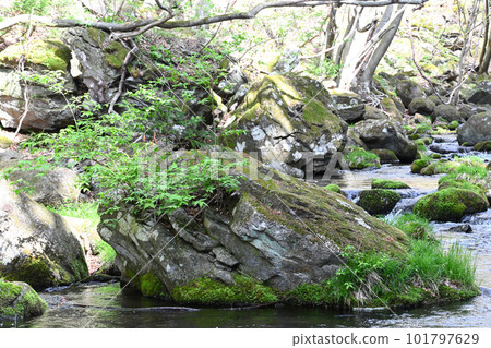 澤名川山間溪流[栃木縣那須鹽原市] 101797629