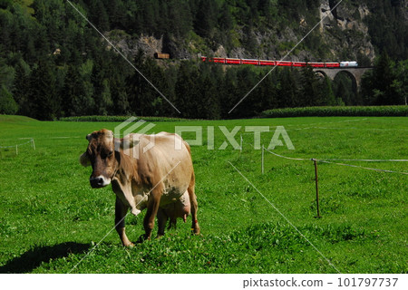 Rhaetian Bahn train and grazing cows crossing the Landwasser Viaduct near Filisur, Switzerland Rhaetian Bahn train and grazing cows crossing the Landwasser Viaduct near Filisur, Switzerland 101797737