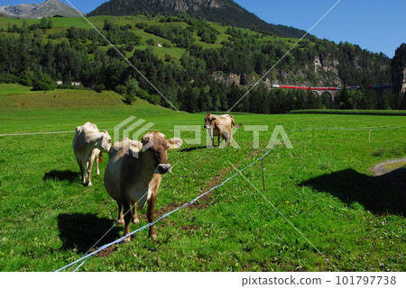 Rhaetian Bahn train and grazing cows crossing the Landwasser Viaduct near Filisur, Switzerland Rhaetian Bahn train and grazing cows crossing the Landwasser Viaduct near Filisur, Switzerland 101797738