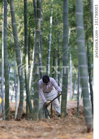 Morning digging for bamboo shoots 101798003