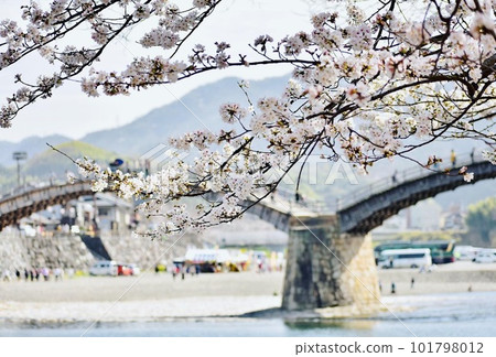 櫻花盛開的春天，錦帶橋上熙熙攘攘的遊客 101798012