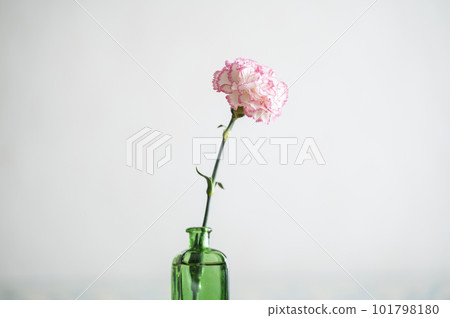 Carnation burned in Carnation burned in 101798180