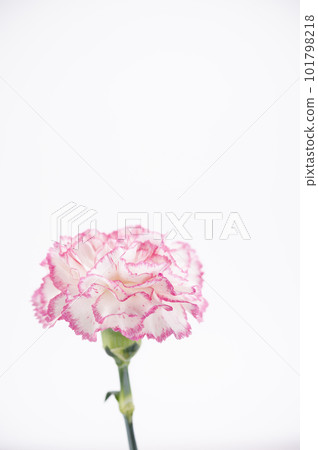 Carnation single wheel 101798218