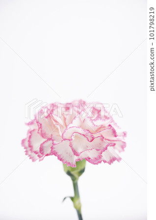 Carnation single wheel Carnation single wheel 101798219
