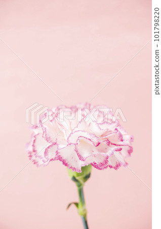 Carnation single wheel 101798220