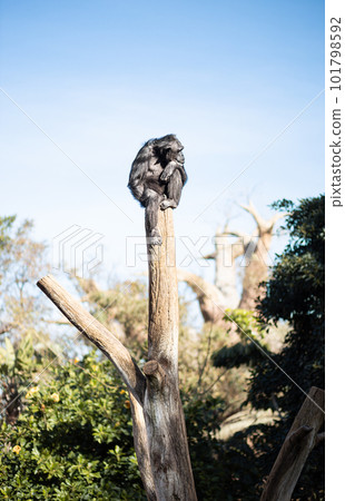 Chimpanzee sitting on the top of tree trunk in thoughtful humal like pose observing the world around him. Chimpanzee sitting on the top of tree trunk in thoughtful humal like pose observing the world around him. 101798592