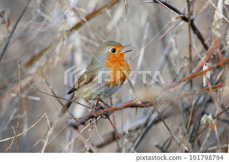 winter robin winter robin 101798794