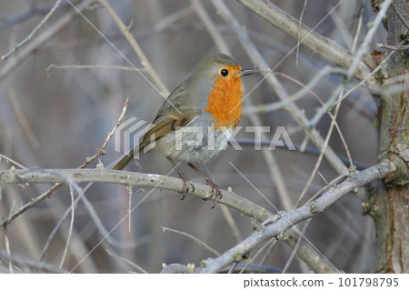 winter robin winter robin 101798795