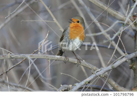 winter robin winter robin 101798796