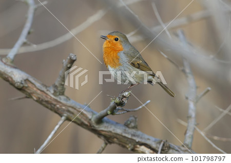 winter robin winter robin 101798797